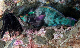Birmanie - Mergui - 2018 - DSC02781 - Bartail Parrotfish - Perroquet a caudale barree - Scarus caudofasciatus